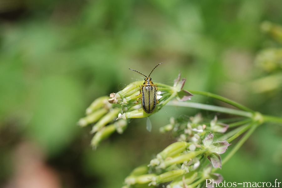 Xanthogaleruca luteola